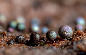 Attēlu rezultāti vaicājumam “Lamproderma nigrescens spores”