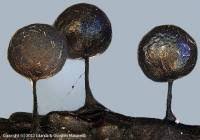 Attēlu rezultāti vaicājumam “Lamproderma arcyrioides stalked”