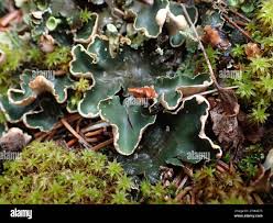 Attēlu rezultāti vaicājumam “Peltigera malacea”