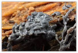 Attēlu rezultāti vaicājumam “Cribraria piriformis macro”