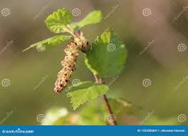 Attēlu rezultāti vaicājumam “Betula pubescens flower”