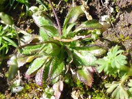 Attēlu rezultāti vaicājumam “Erophila verna fruit”