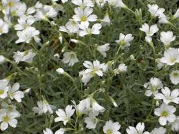 Attēlu rezultāti vaicājumam “Cerastium tomentosum leaf”