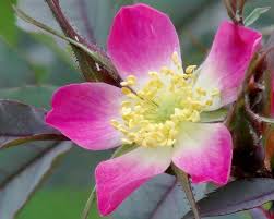 Attēlu rezultāti vaicājumam “Rosa glauca flower”