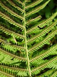 Attēlu rezultāti vaicājumam “Thelypteris palustris”