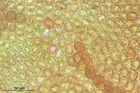 Attēlu rezultāti vaicājumam “Frullania tamarisci macro”