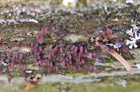 Attēlu rezultāti vaicājumam “Stemonitopsis amoena”