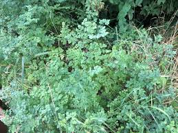 Attēlu rezultāti vaicājumam “Thalictrum minus”