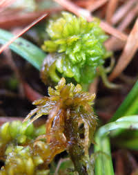 Attēlu rezultāti vaicājumam “Sphagnum inundatum”