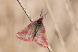 Attēlu rezultāti vaicājumam “Lythria cruentaria”