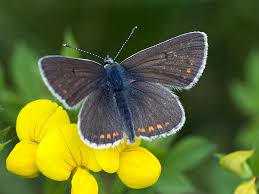 Attēlu rezultāti vaicājumam “Aricia artaxerxes”