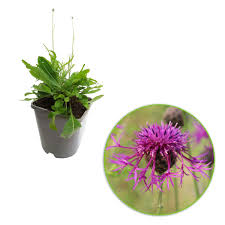 Attēlu rezultāti vaicājumam “Centaurea scabiosa flower”