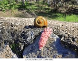 Attēlu rezultāti vaicājumam “Riccia canaliculata”