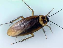 Image result for periplaneta americana