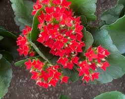 Image result for Kalanchoe blossfeldiana