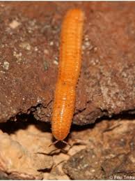 Attēlu rezultāti vaicājumam “Polyzonium germanicum”