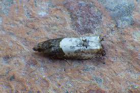 Attēlu rezultāti vaicājumam “Notocelia roborana”