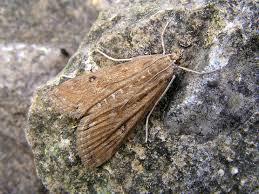 Attēlu rezultāti vaicājumam “Parapoynx stratiotata male”