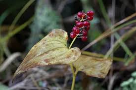 Attēlu rezultāti vaicājumam “Maianthemum bifolium fruit”