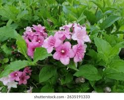 Attēlu rezultāti vaicājumam “Weigela praecox”