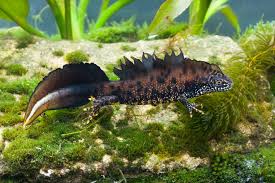 Attēlu rezultāti vaicājumam “Triturus cristatus”