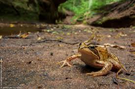 Attēlu rezultāti vaicājumam “Rana temporaria”