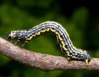 Attēlu rezultāti vaicājumam “Abraxas sylvata larva”