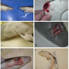 Image result for Rhizoprionodon terraenovae