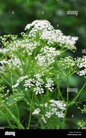 Attēlu rezultāti vaicājumam “Carum carvi flower”