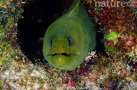 Image result for Gymnothorax funebris