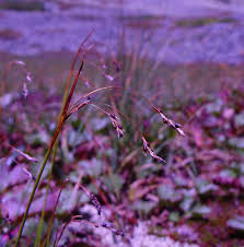 Attēlu rezultāti vaicājumam “Carex capillaris fruit”