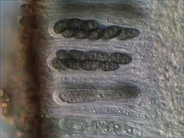 Attēlu rezultāti vaicājumam “Physcia tenella”