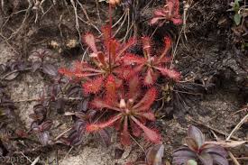 Attēlu rezultāti vaicājumam “Drosera x obovata leaf”