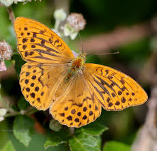 Attēlu rezultāti vaicājumam “Argynnis adippe female”