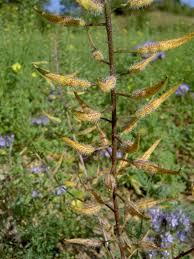 Attēlu rezultāti vaicājumam “Sinapis alba leaf”