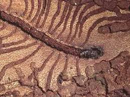 Attēlu rezultāti vaicājumam “Scolytus scolytus, Scolytus multistriatus”