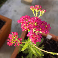 Attēlu rezultāti vaicājumam “Achillea millefolium bud”