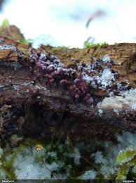 Attēlu rezultāti vaicājumam “Diderma subincarnatum spores”