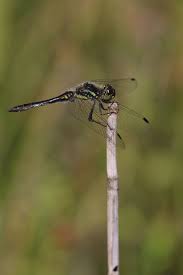 Attēlu rezultāti vaicājumam “Sympetrum danae”