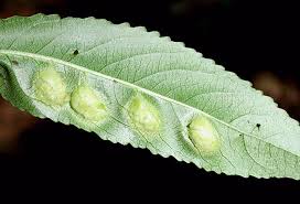 Attēlu rezultāti vaicājumam “Pontania proxima”