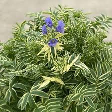 Attēlu rezultāti vaicājumam “Polemonium caeruleum fruit”