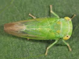 Attēlu rezultāti vaicājumam “Empoasca sp.”