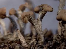 Attēlu rezultāti vaicājumam “Cladonia botrytes”