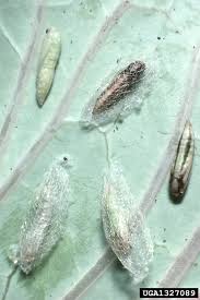 Attēlu rezultāti vaicājumam “Plutella xylostella”