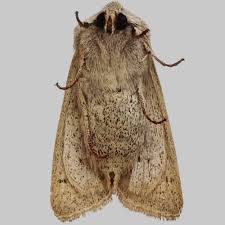 Attēlu rezultāti vaicājumam “Orthosia gracilis”