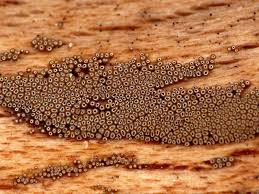 Attēlu rezultāti vaicājumam “Merismodes anomala”