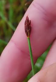 Attēlu rezultāti vaicājumam “Eleocharis uniglumis flower”