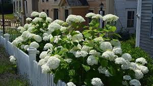 Attēlu rezultāti vaicājumam “Hydrangea arborescens flower”