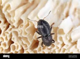 Attēlu rezultāti vaicājumam “Anthribidae”