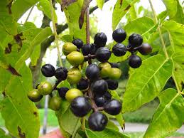 Attēlu rezultāti vaicājumam “Phellodendron amurense fruit”